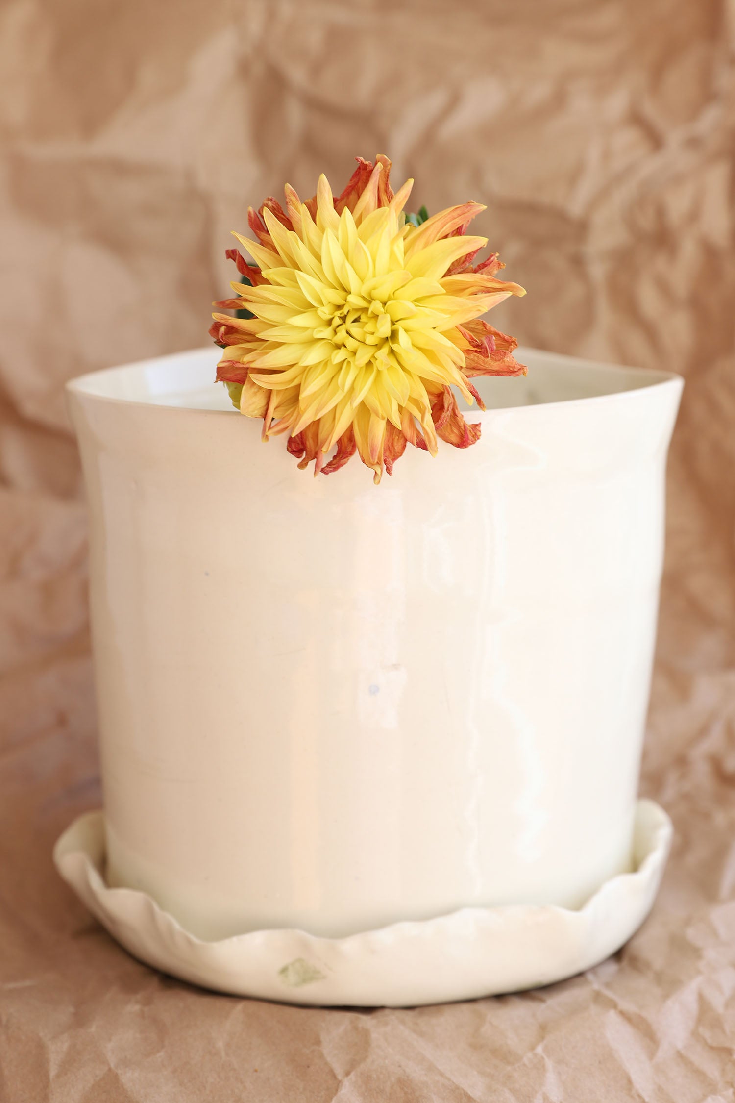Flowers + Plants