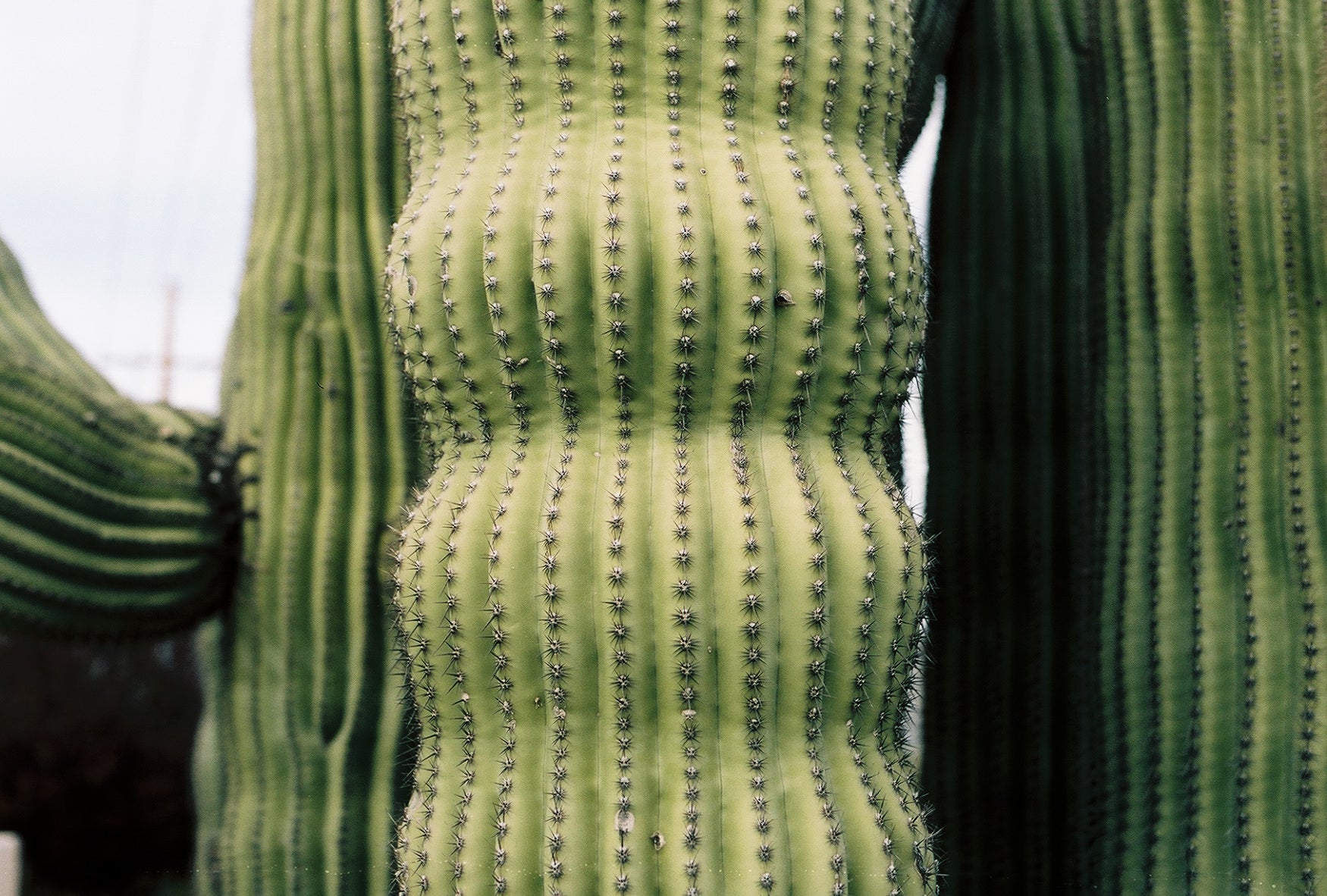 Blue Saguaro Vase